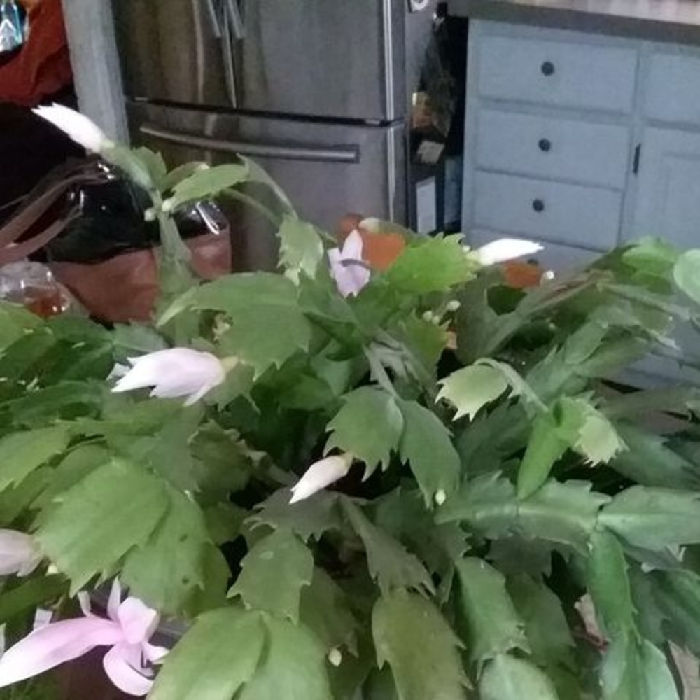 Meet your Posher, Patricia